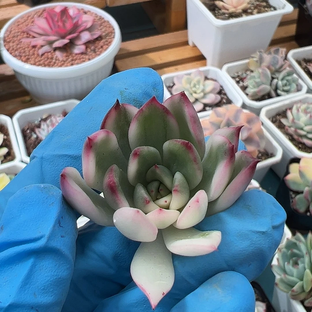 红东云锦，砍头无根