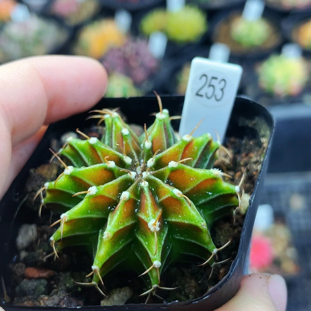 非偏远地区满25包邮仙人球