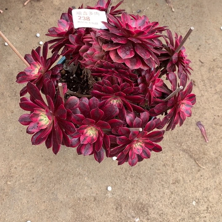 女*妈238黑同多肉植物