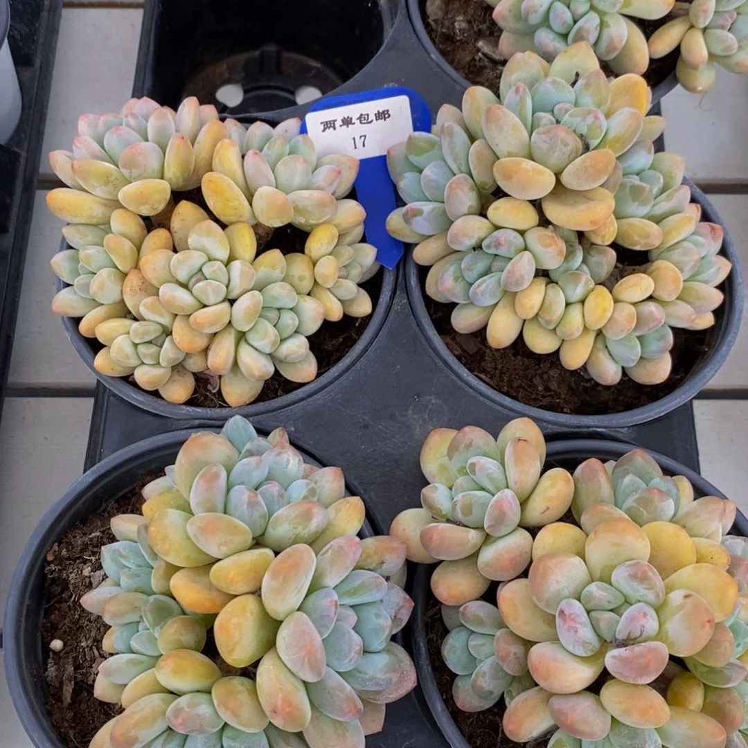 17-精品母本黄体香水群一个 六头起