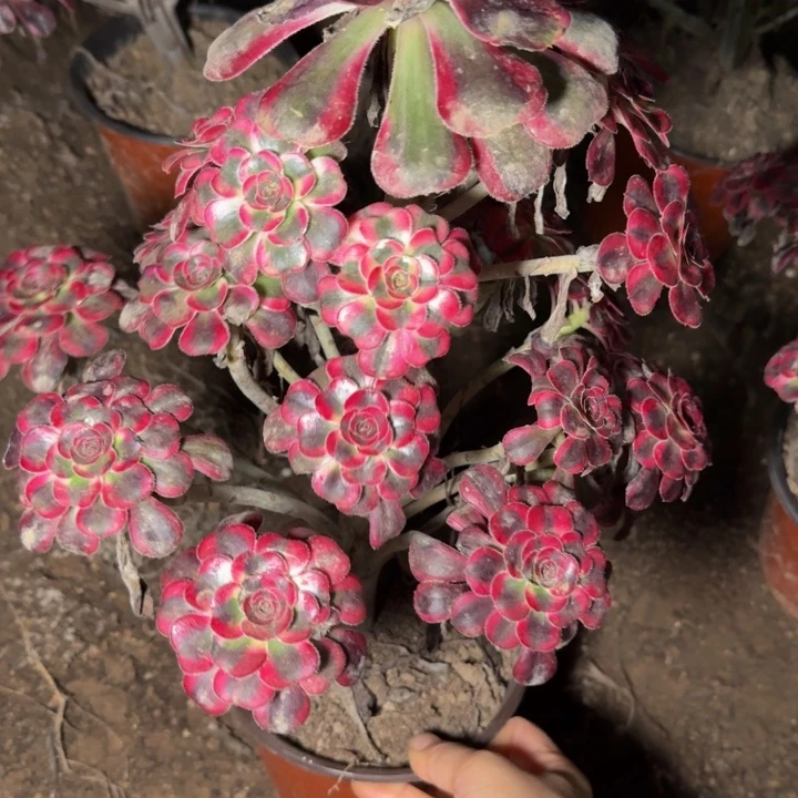 22984丽娜多肉植物