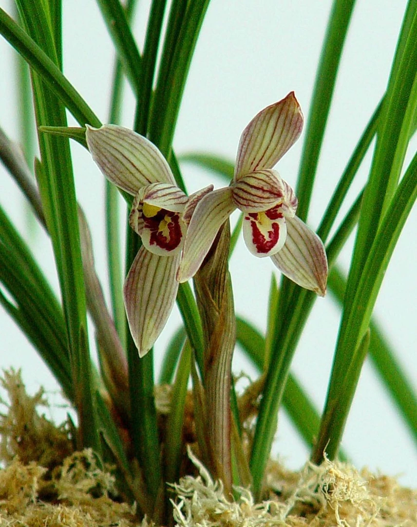 一苗一花的4个花苞春兰。