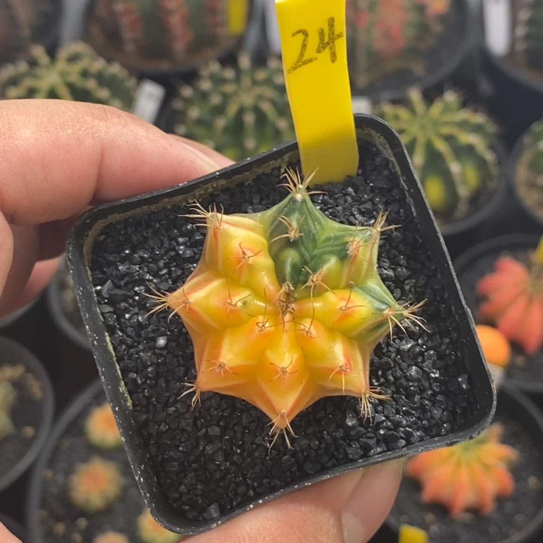 小米哈—脱土发货27