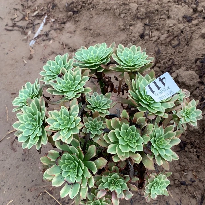 411朝霞绣球2号棚