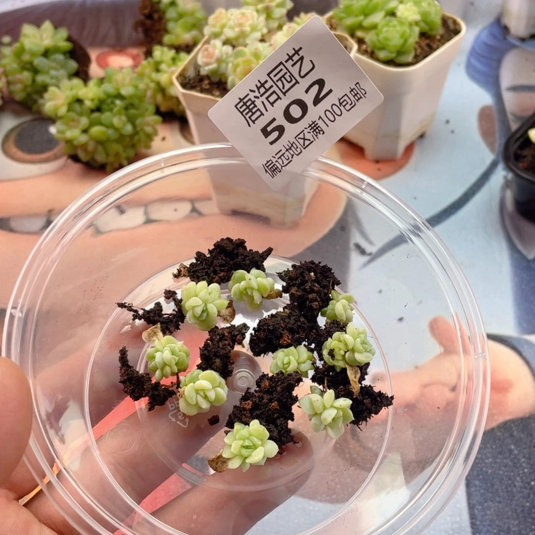 纸鸢甜心一物一拍502