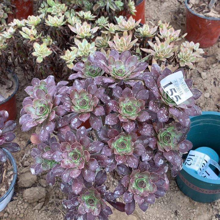 155红酒圆叶绣球2