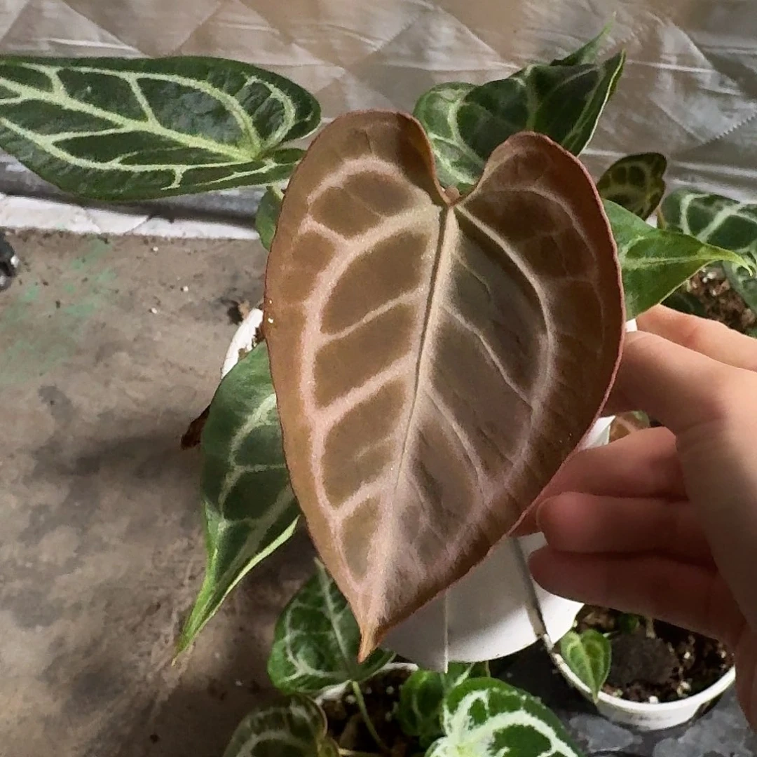 完全开放P199蝶叶撕裂纹杂红水晶