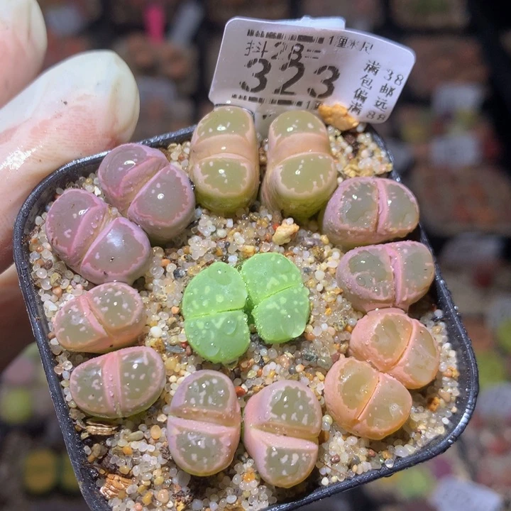 精品生石花28.323