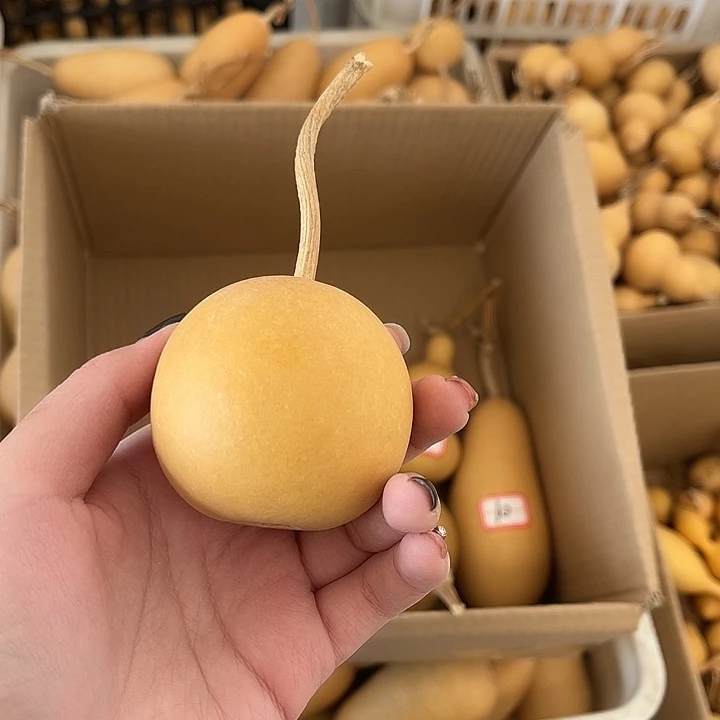 苹果葫芦1个，厚皮响籽