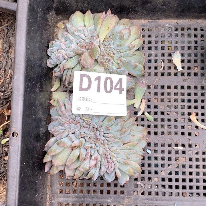 104冰魄缀呀呀莶呀呀呀两颗