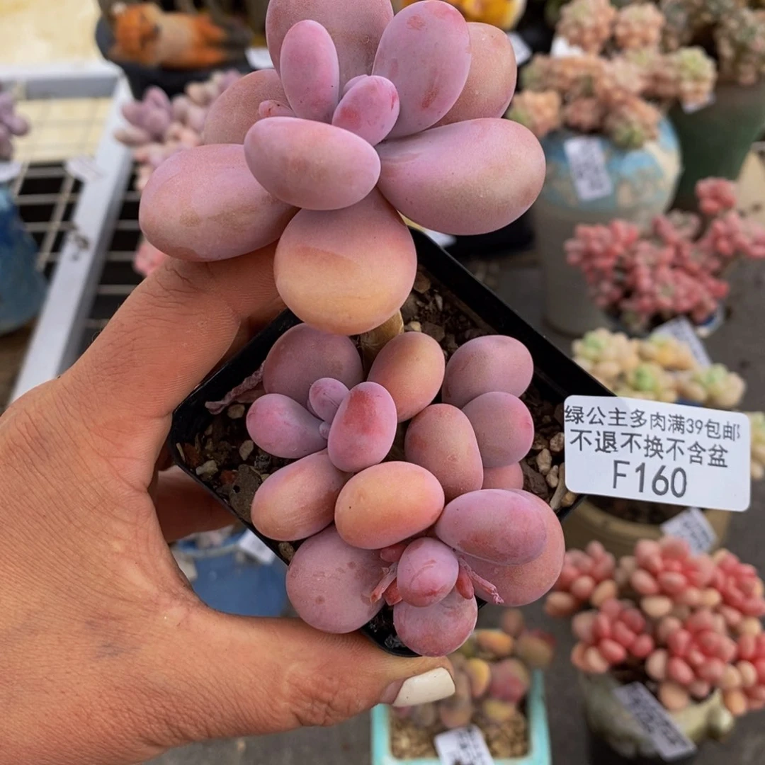 腰子桃蛋160/6c m