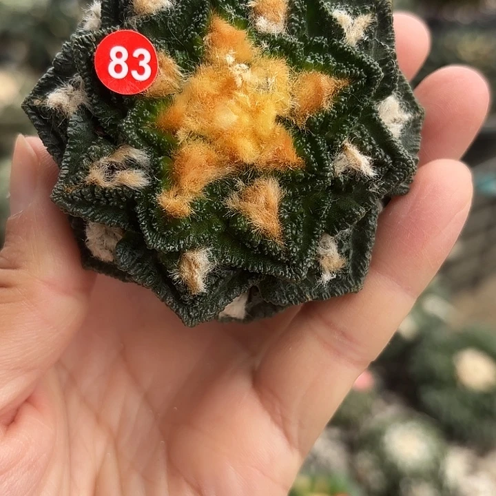 苗接落地仙人球83