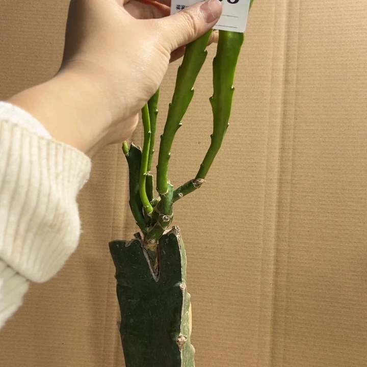 当前无花栽培后可以开花608