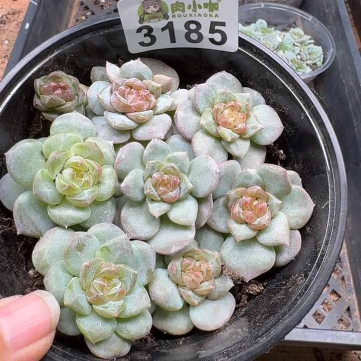 多肉植物多肉植物