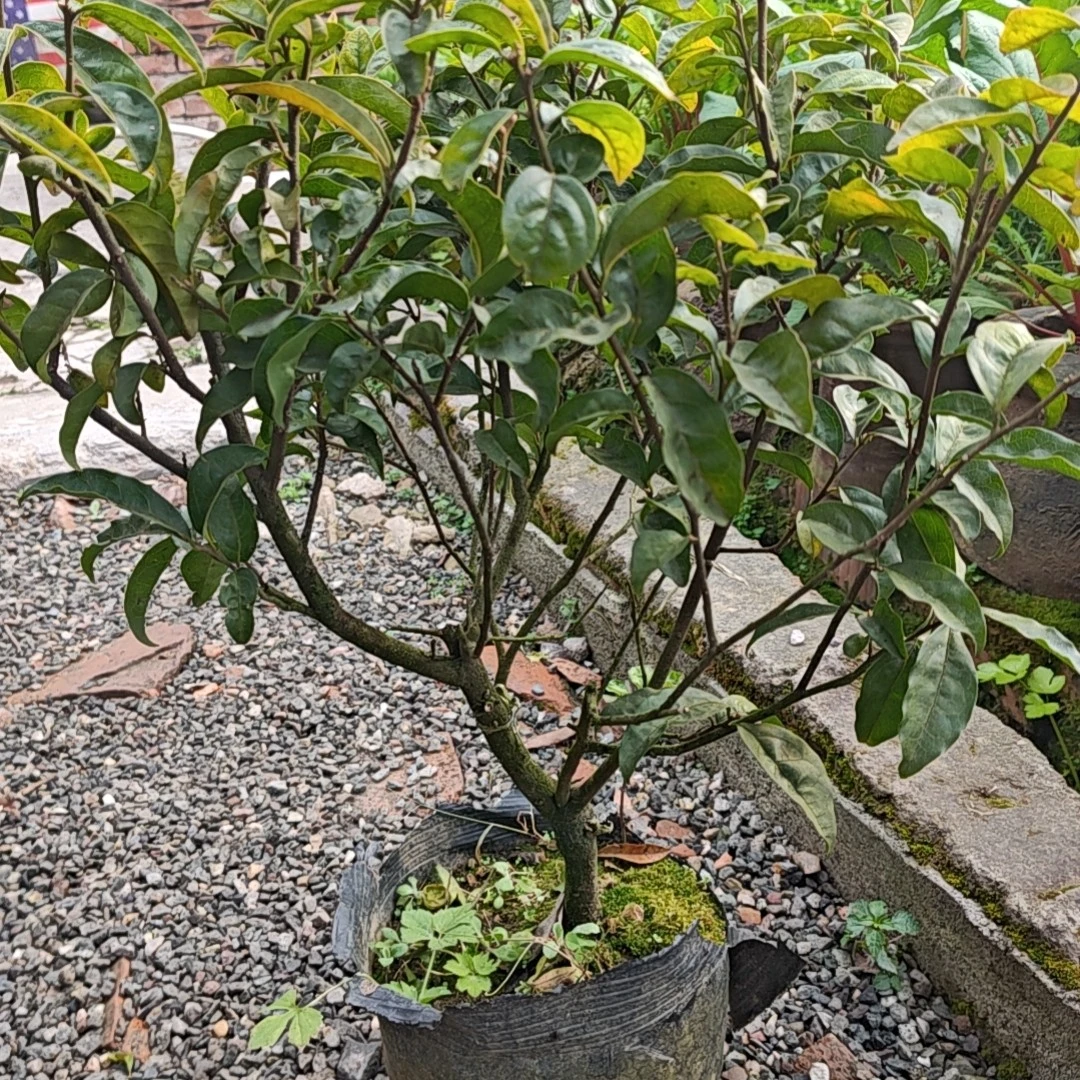 金弹子品种苗，一物一拍