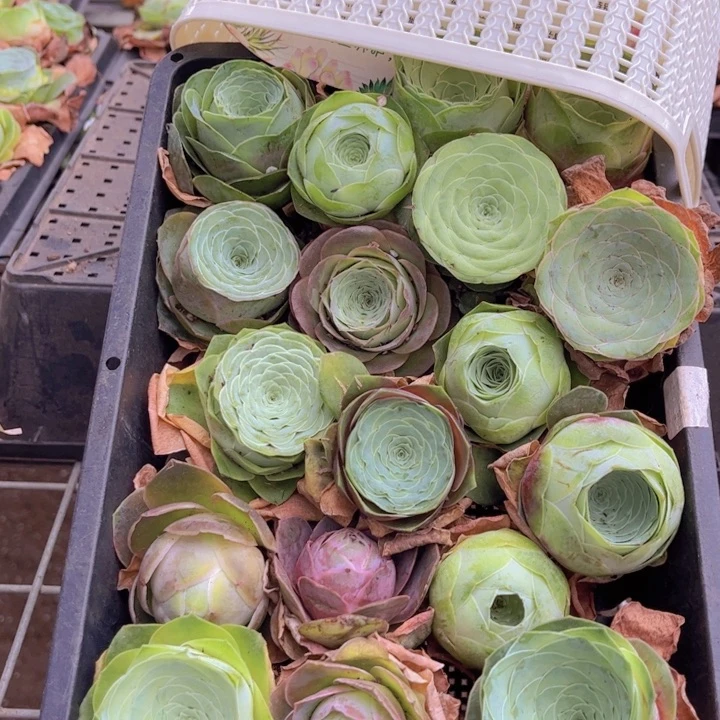 无花朵十八颗玫瑰➕花篮88888
