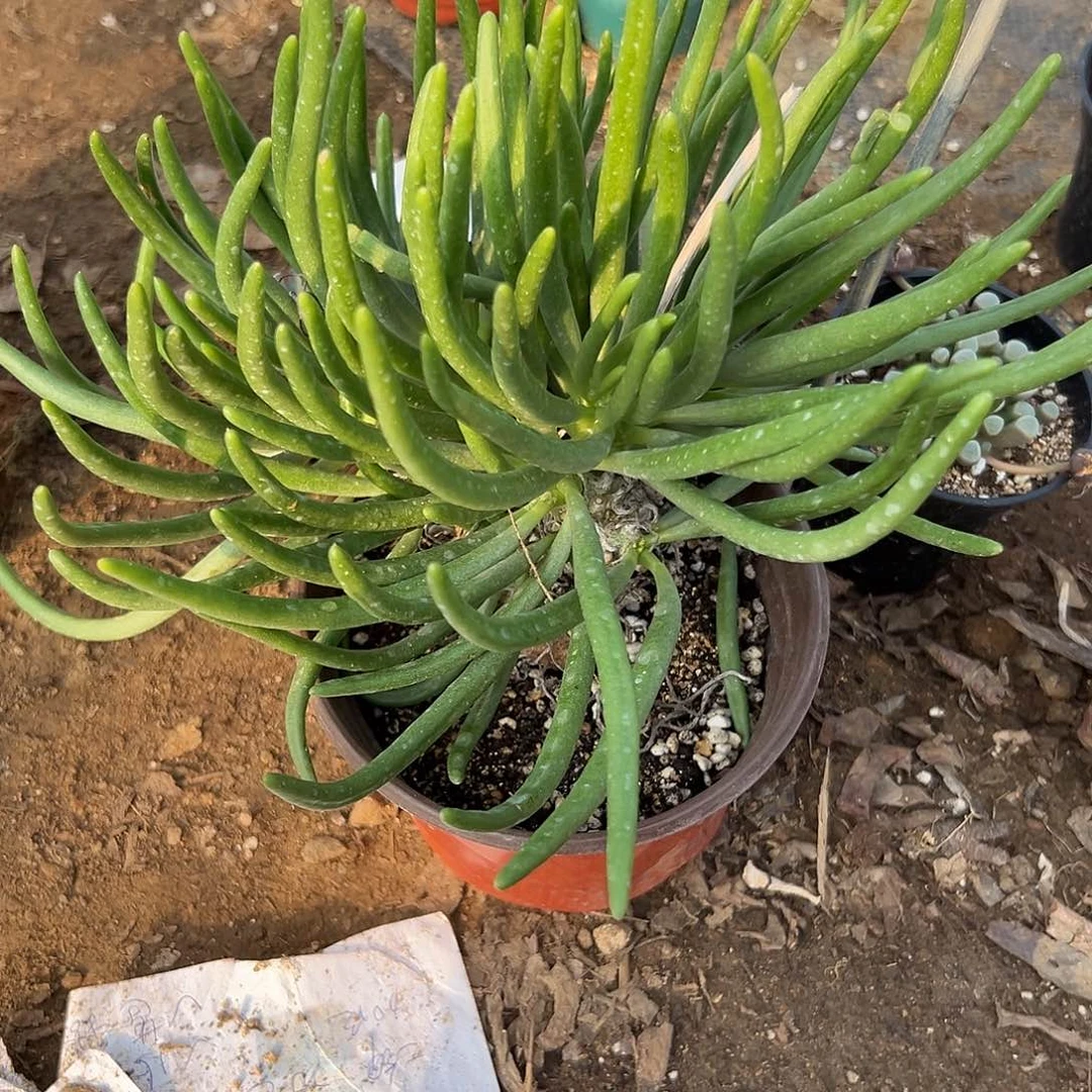 多肉植物钟馗群生