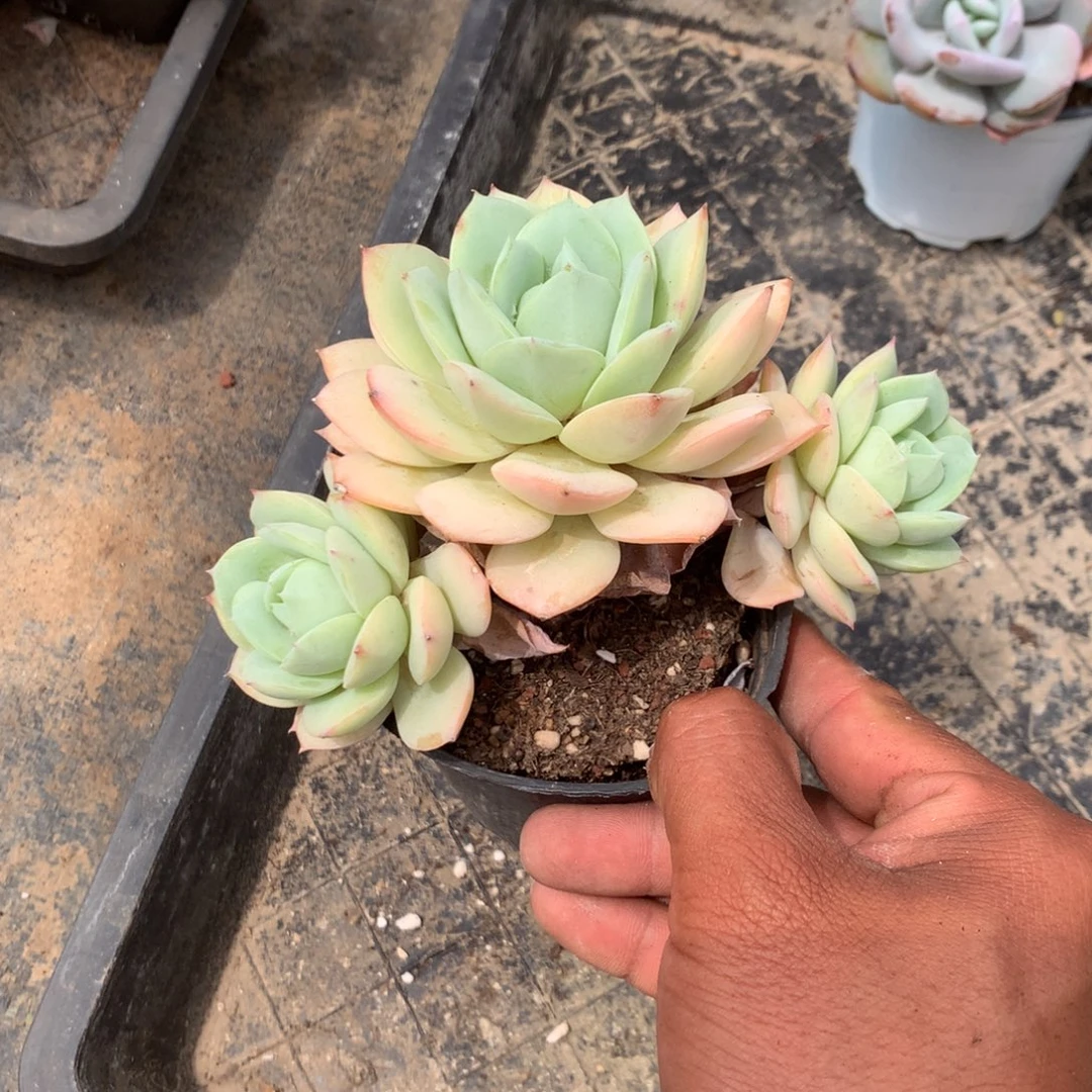 你说是谁在的呀怎么