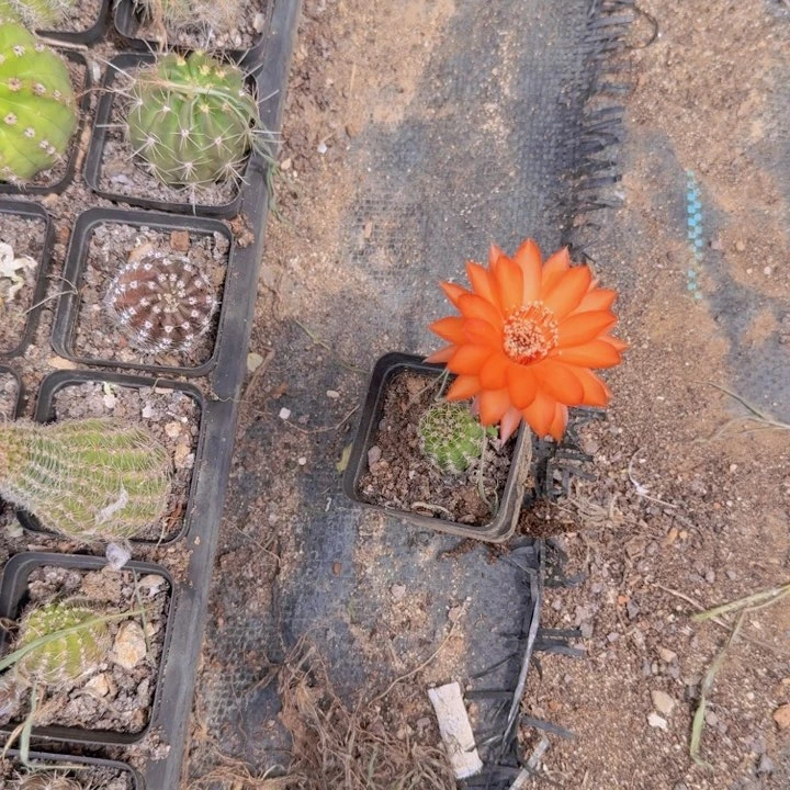 仙人球仙人掌仙人球320