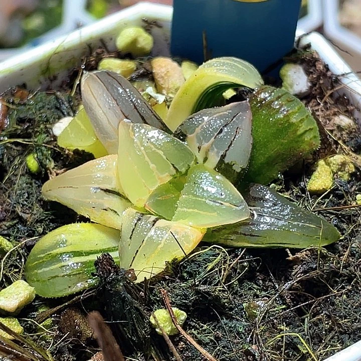 722红纹锦一物一拍