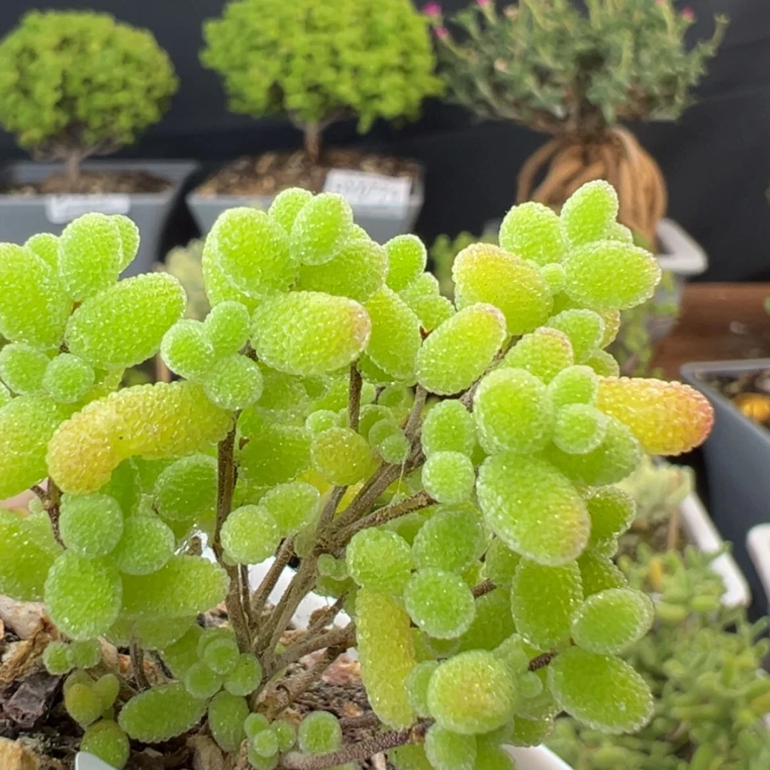 【闪购商品】dy0872扦插桔子糖体验价