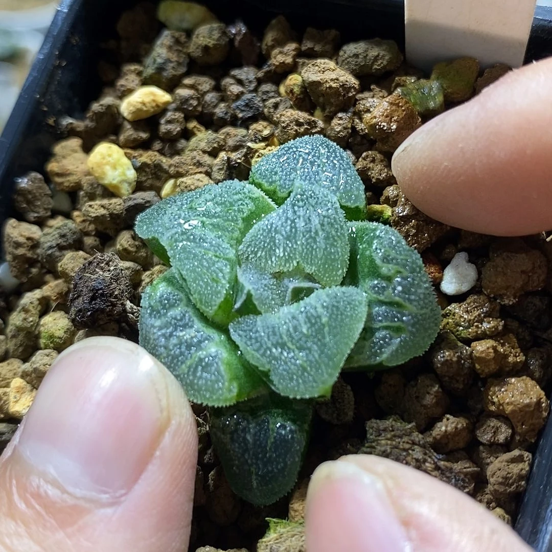 205实生苗十二卷多肉