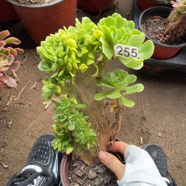 20厘米高绿羊绒缀255