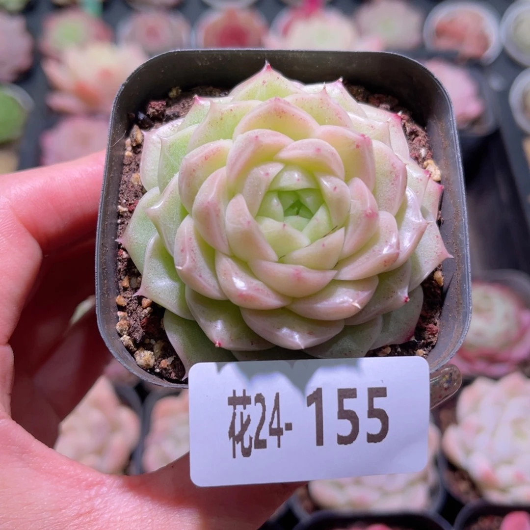 花利美24-155麦秆