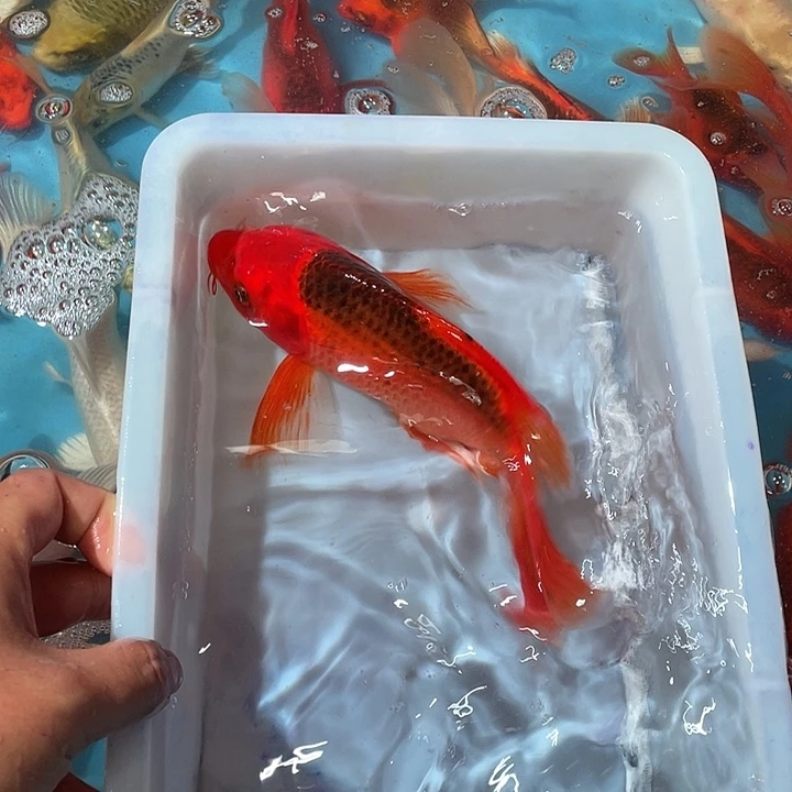蝴蝶鲤渔场直发56
