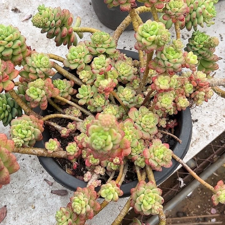 超大香格里拉。