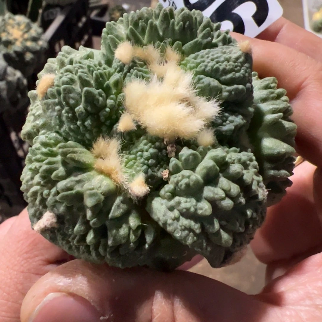 大尤哥斯拉牡丹704