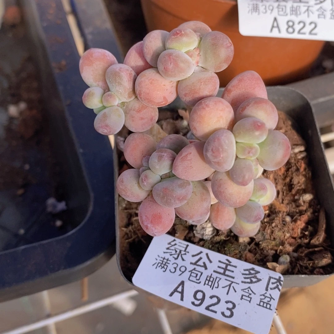 一代苹果奶6cm923多肉植物
