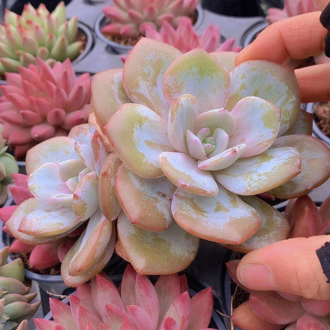 双头韩奶茶一物一拍45788900