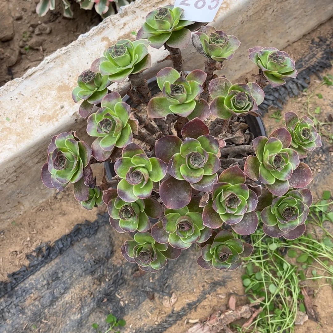 魅金玫瑰385不包断枝