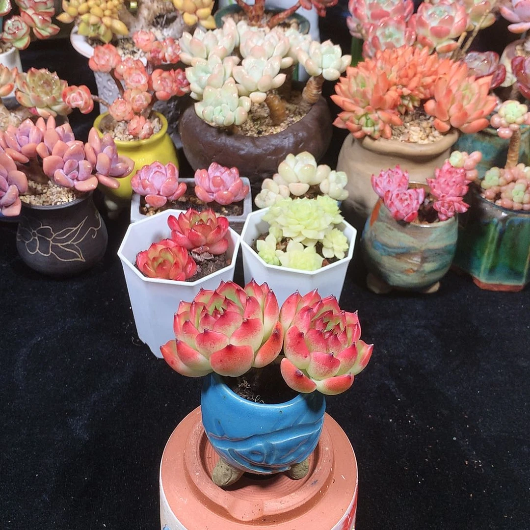 完全开放不用怕的东西也