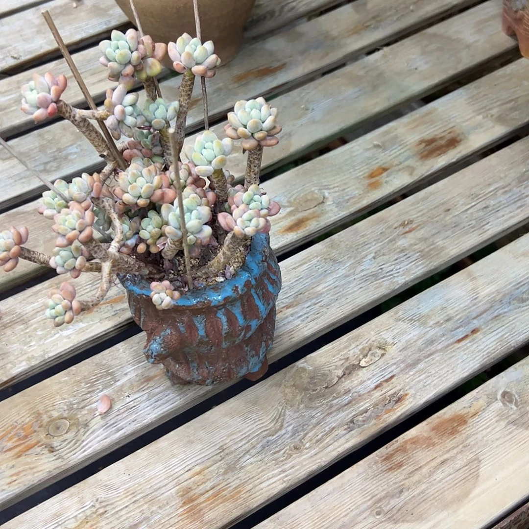 洛可可28 零零多肉植物