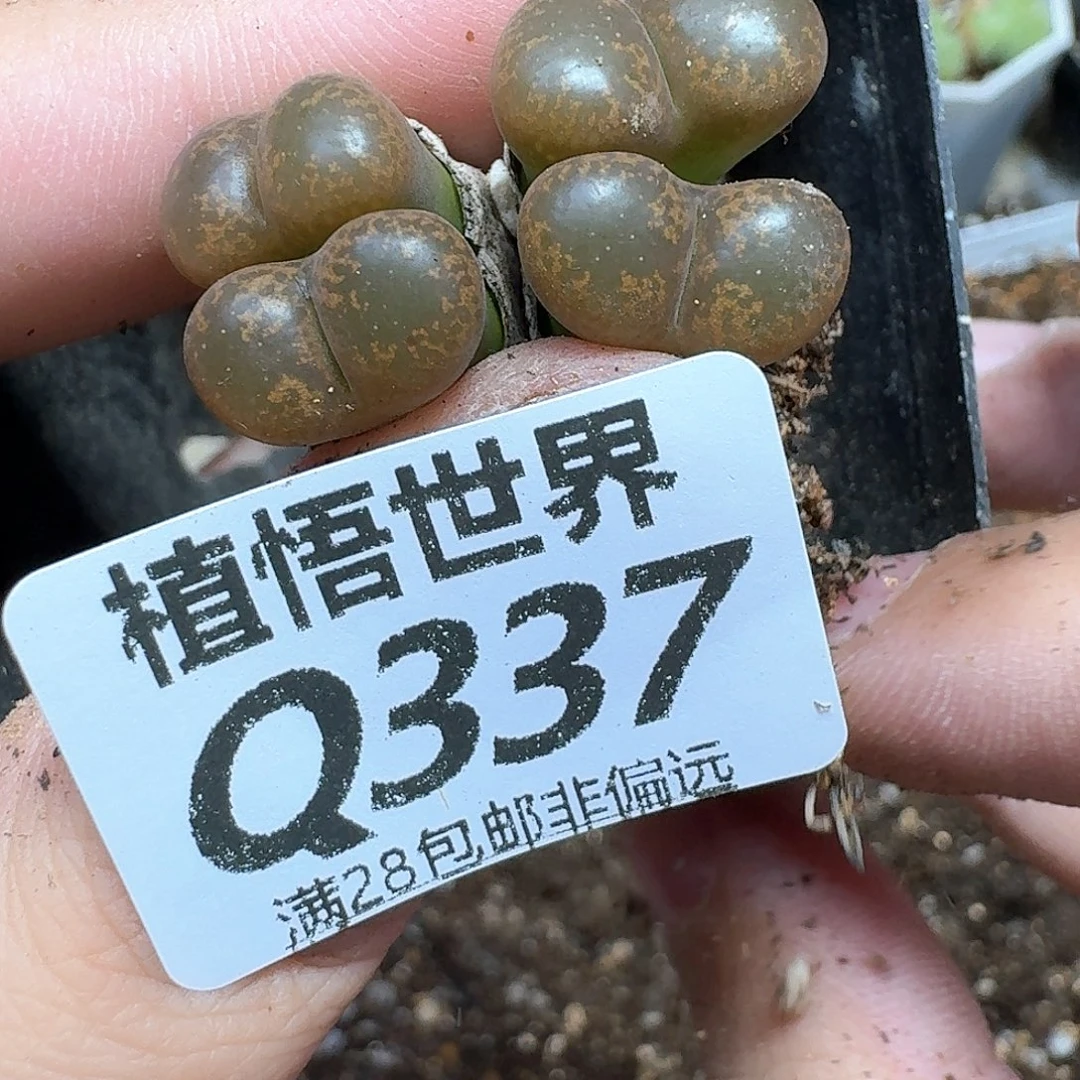 多肉植物的润泽徐
