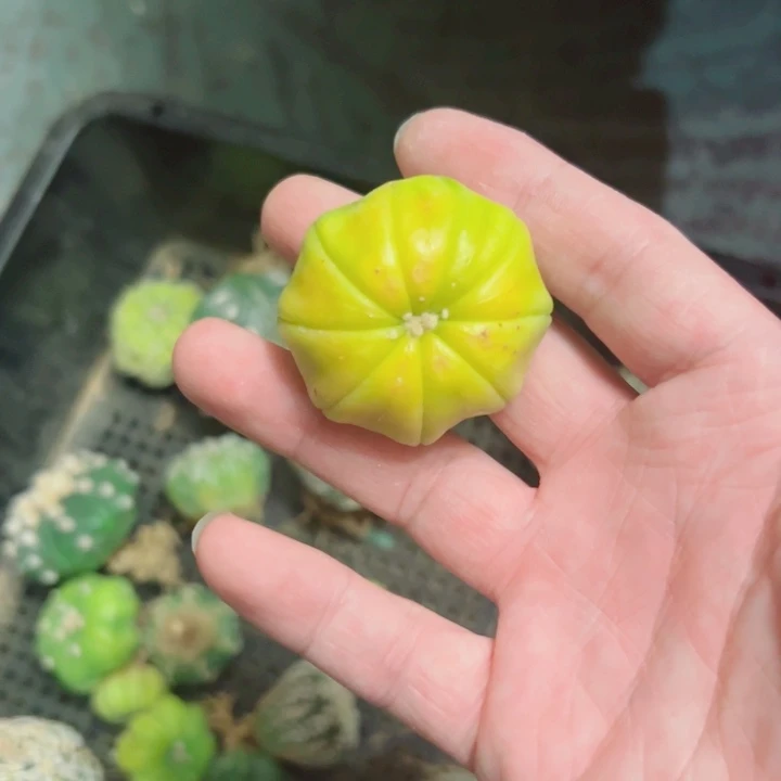兜星球工作室黄体35 694