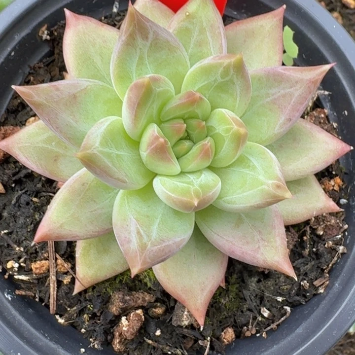 美人优选045多肉植物一物一拍