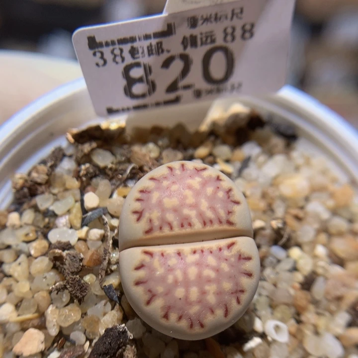 小*乖zzzz zzz好可爱820