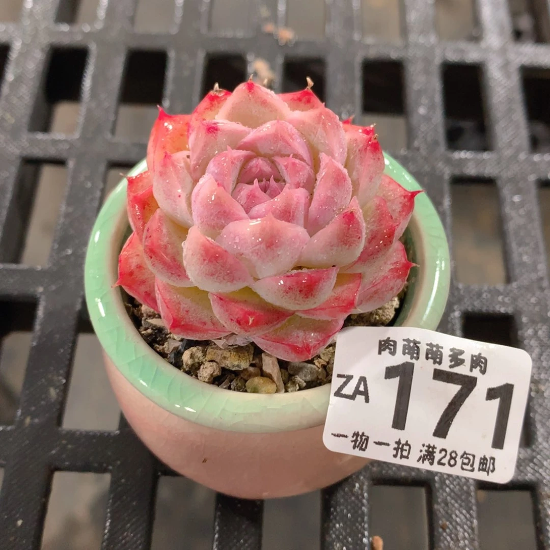 肉萌萌拇指盆精控多肉ZA171