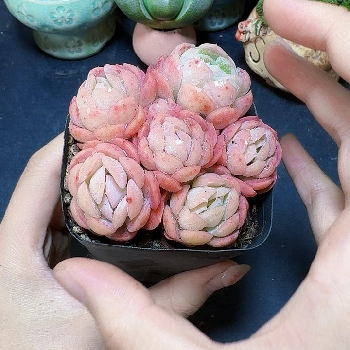 方盆包子贝瑞带盆一盆福利