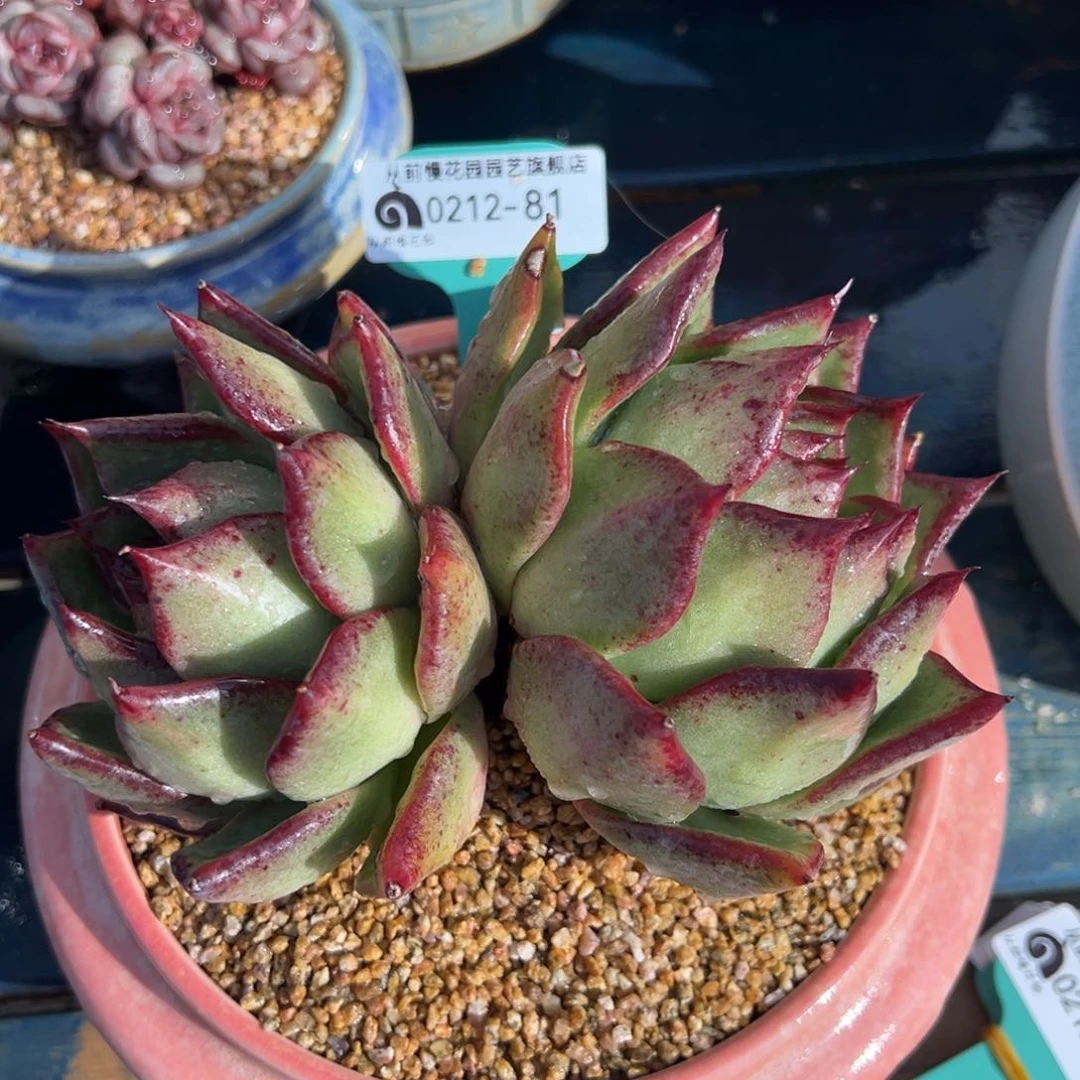 从前慢多肉精选编号0212.81