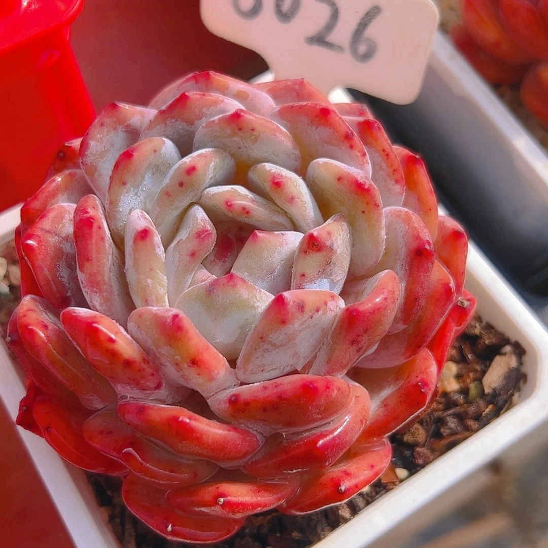 ?****?橙梦露5026号一物一拍