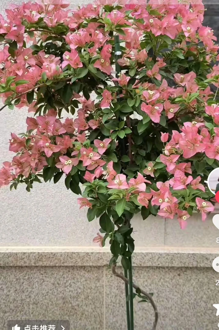 卡亚塔三角梅带花发货四季开花