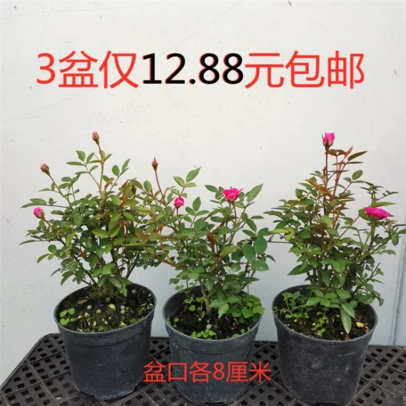 姬月季日本姬乙女迷你微月季盆栽阳台桌面绿植花卉带花苞绿植盆景