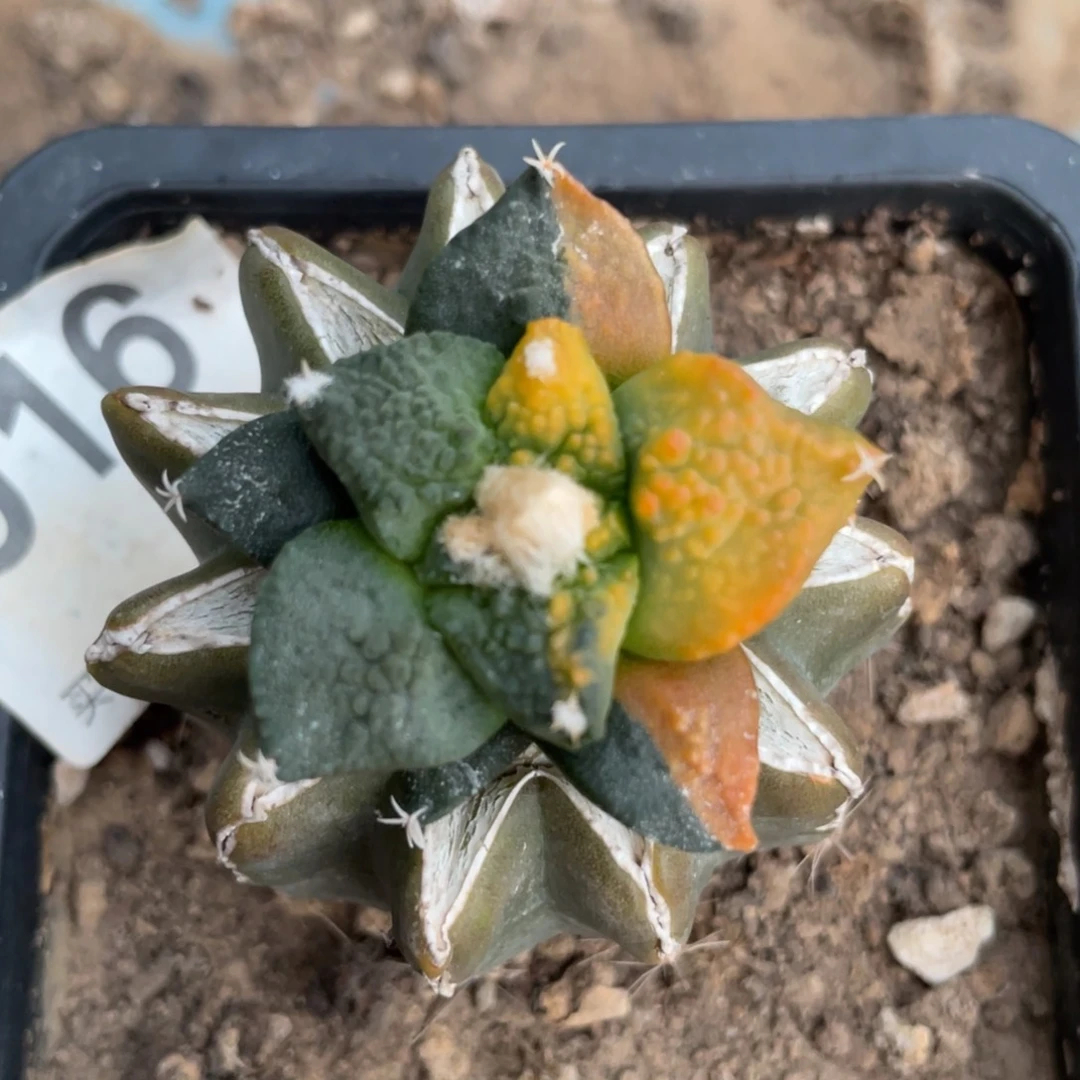 阴阳菜花牡丹锦016 仙人球