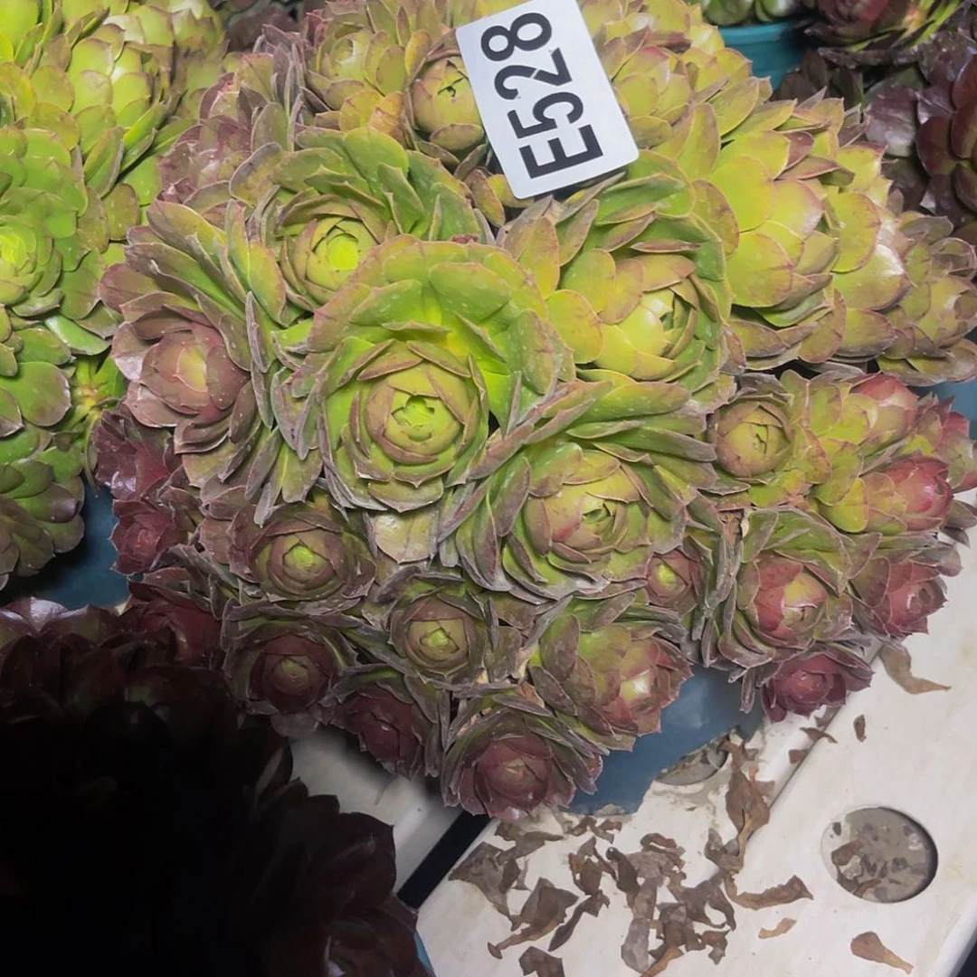 万圣节3/-23包邮法师