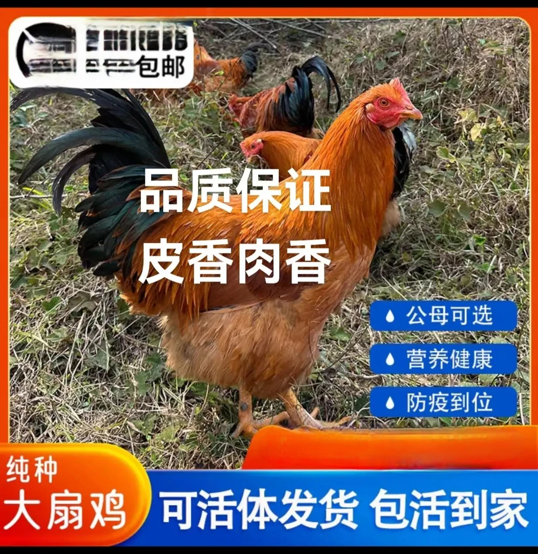 农村白切鸡散养一年土鸡纯稻谷喂养阉鸡家鸡现杀顺丰冷链新鲜到家