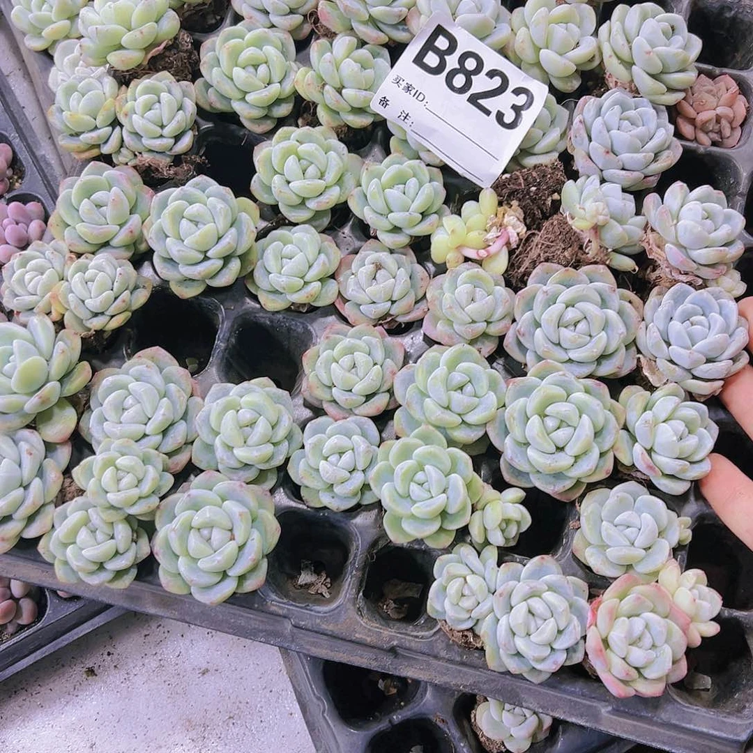 823冰玉7个19包邮